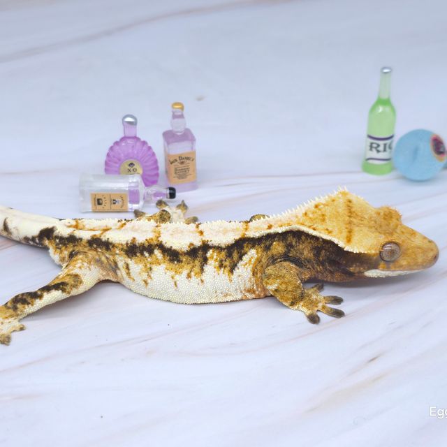 노멀 트라이 익스트림할리퀸