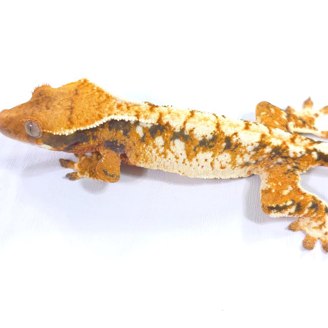 트라이 익스트림할리퀸