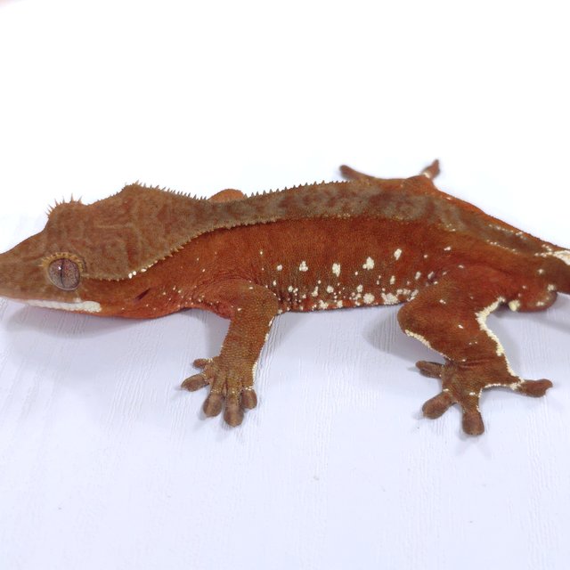 레드 바이 화이트포트홀