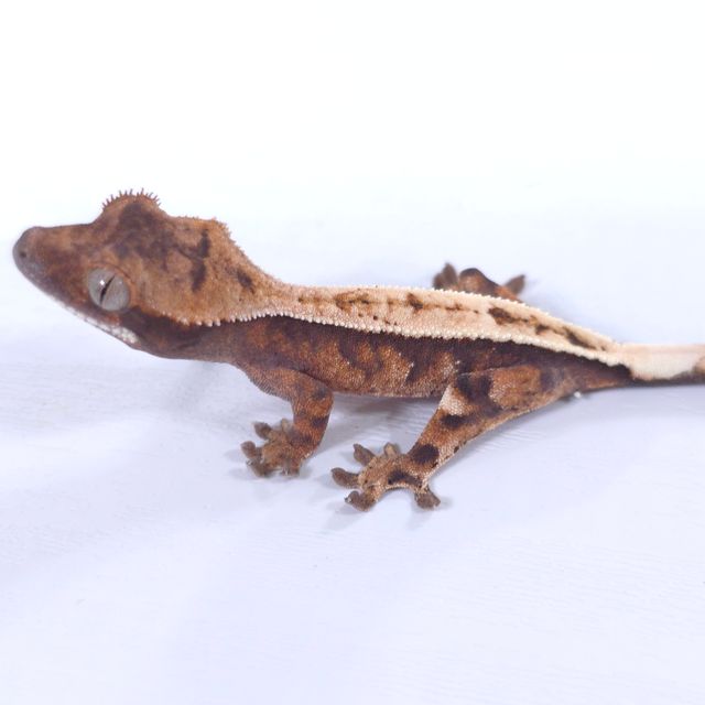 세이블