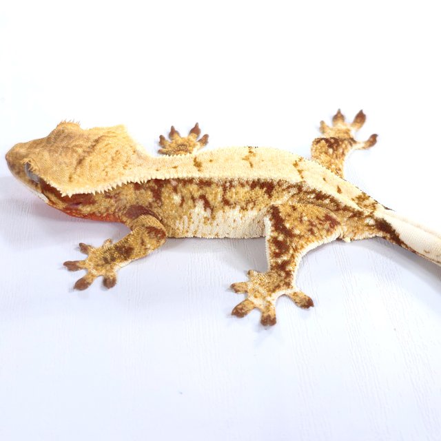 레드 트라이 익스트림할리퀸