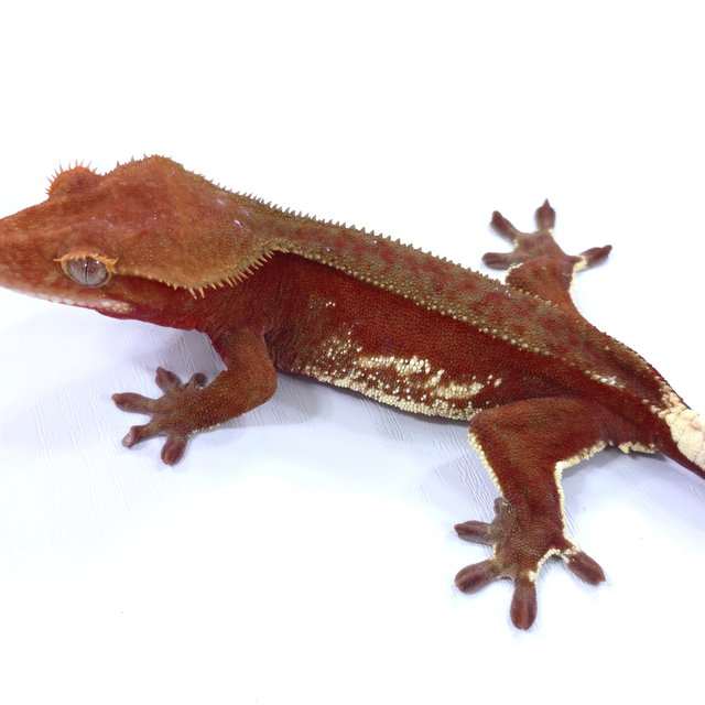 레드 바이 화이트포트홀