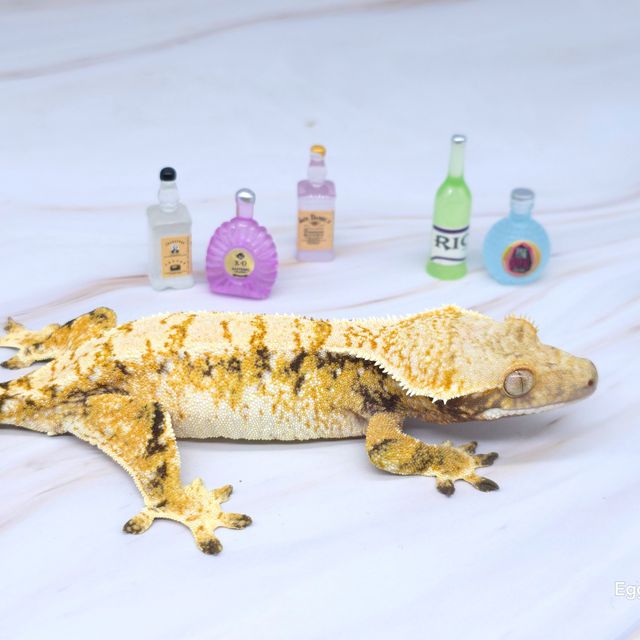 트라이 익스트림할리퀸 화이트