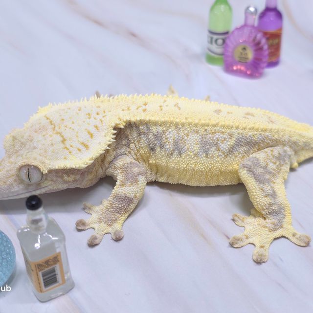 릴리화이트