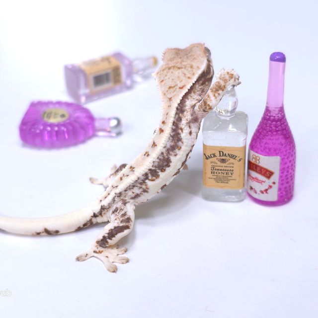 프라푸치노