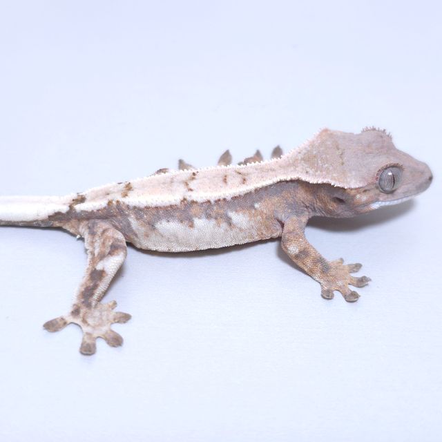 세이블