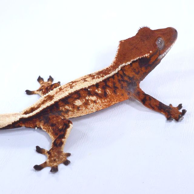 세이블