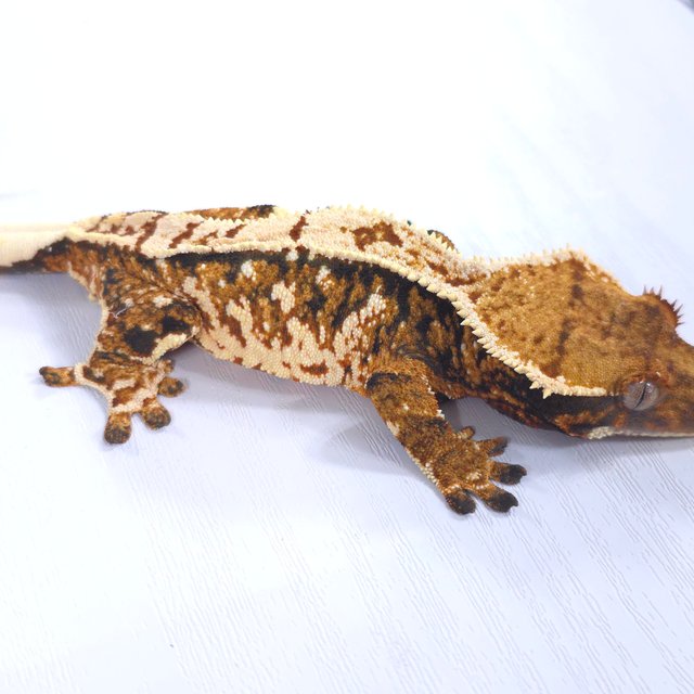 트라이 익스트림할리퀸 화이트스팟