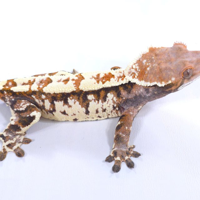 화이트 카푸치노