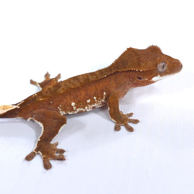 레드 바이 화이트포트홀