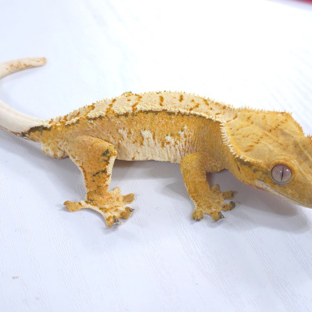 트라이 익스트림할리퀸