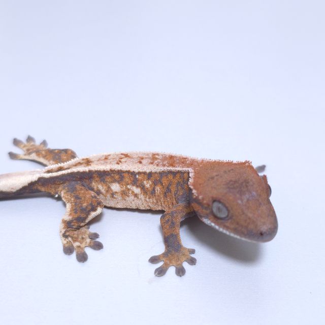 세이블