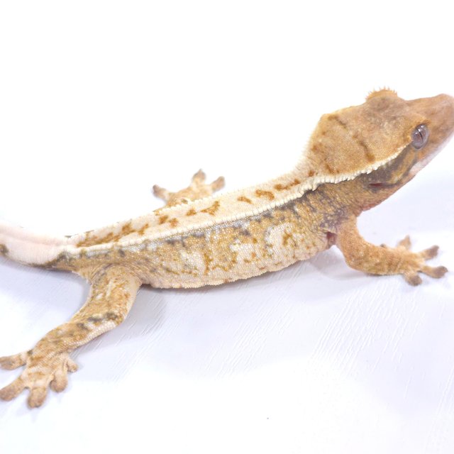 드리피 트라이 익스트림할리퀸