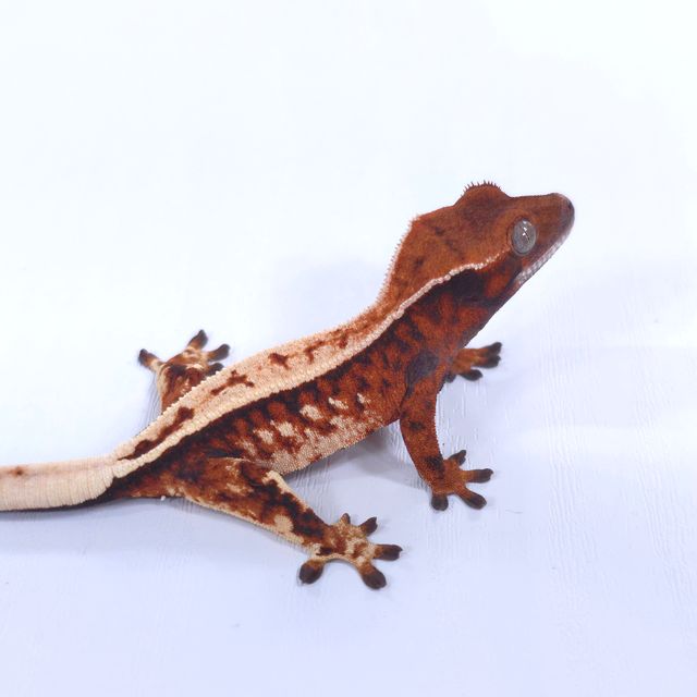 세이블
