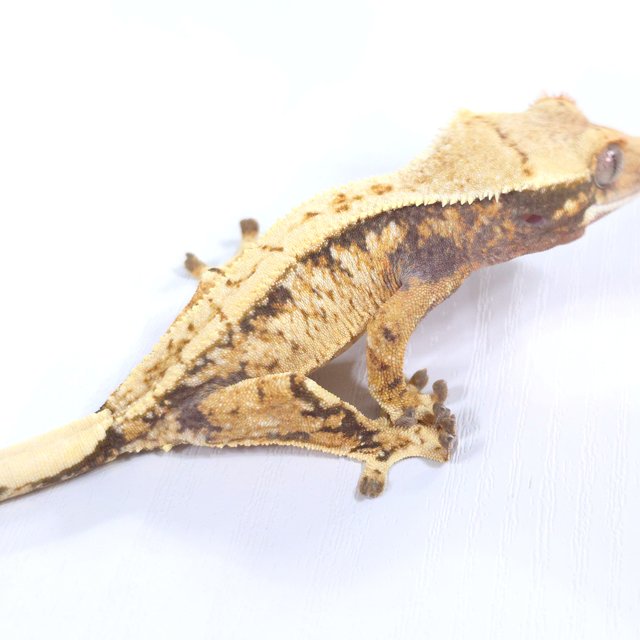 드리피 화이트스팟