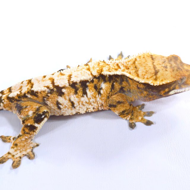 트라이 익스트림할리퀸 화이트스팟