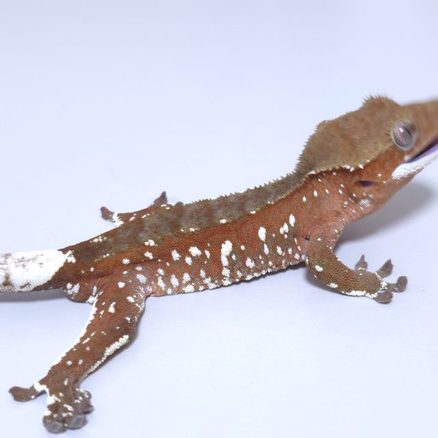 레드 바이 화이트포트홀