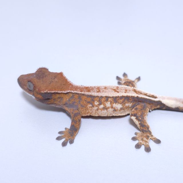 세이블