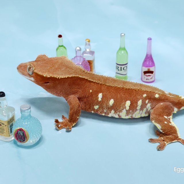 레드 바이 화이트포트홀