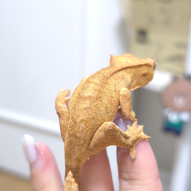 옐로우 벅스킨