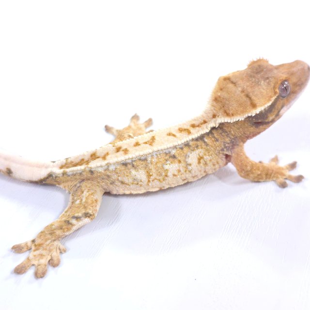 드리피 트라이 익스트림할리퀸