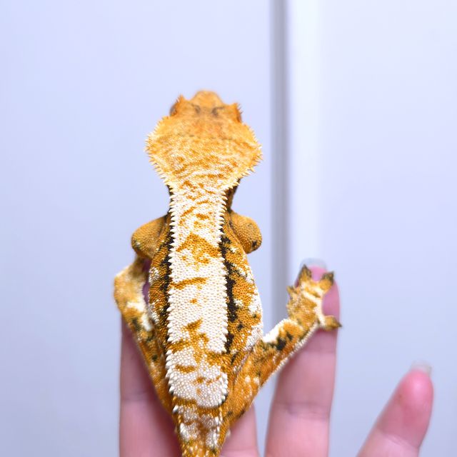 트라이 익스트림할리퀸 텐저린