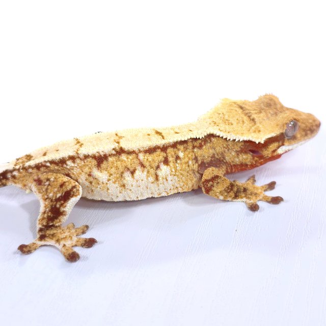 레드 트라이 익스트림할리퀸