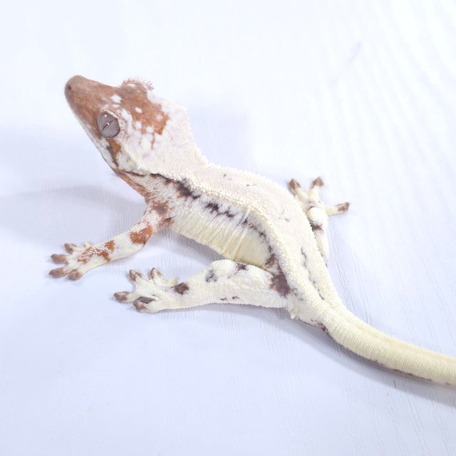 릴리 세이블