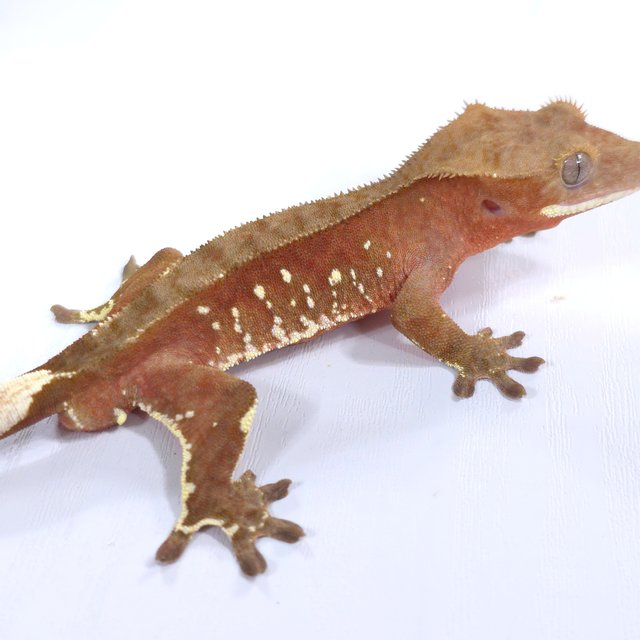 레드 바이 화이트포트홀