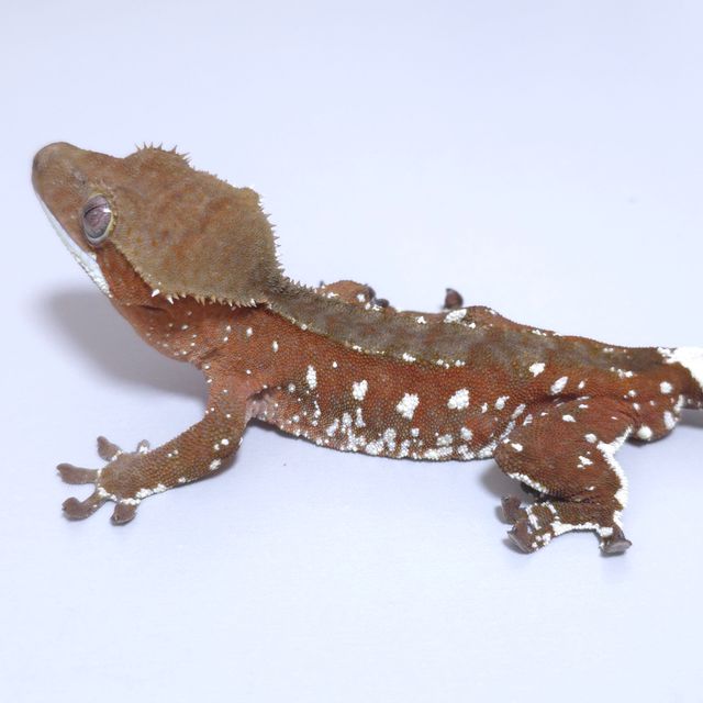 레드 바이 화이트포트홀