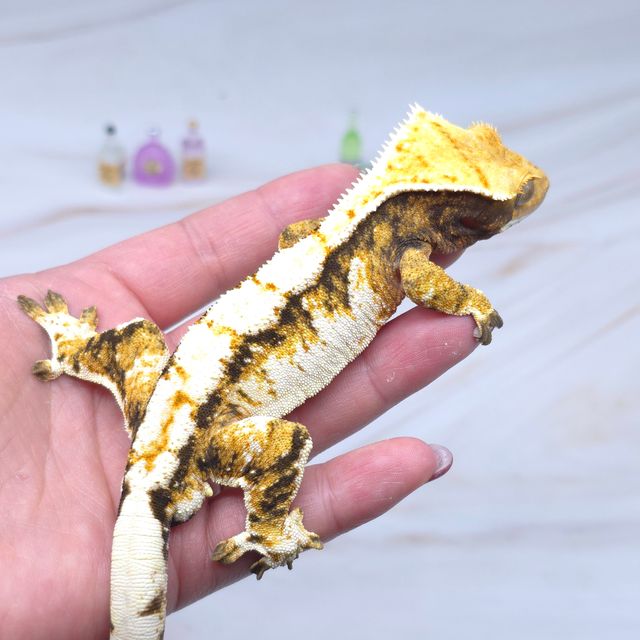 노멀 트라이 익스트림할리퀸