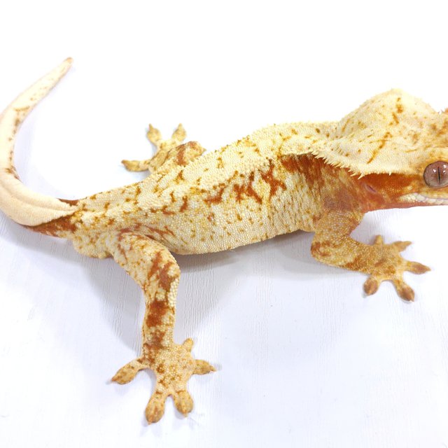 레드 트라이 익스트림할리퀸