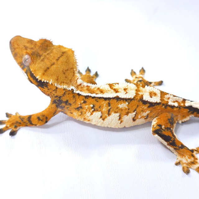 트라이 익스트림할리퀸