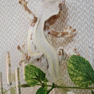 릴리화이트 솔리드백