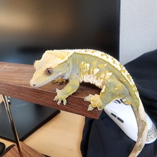 노멀 핀스트라이프