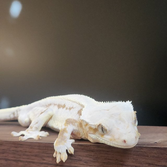 릴리화이트 솔리드백