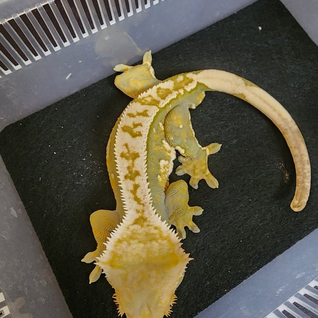 노멀 핀스트라이프