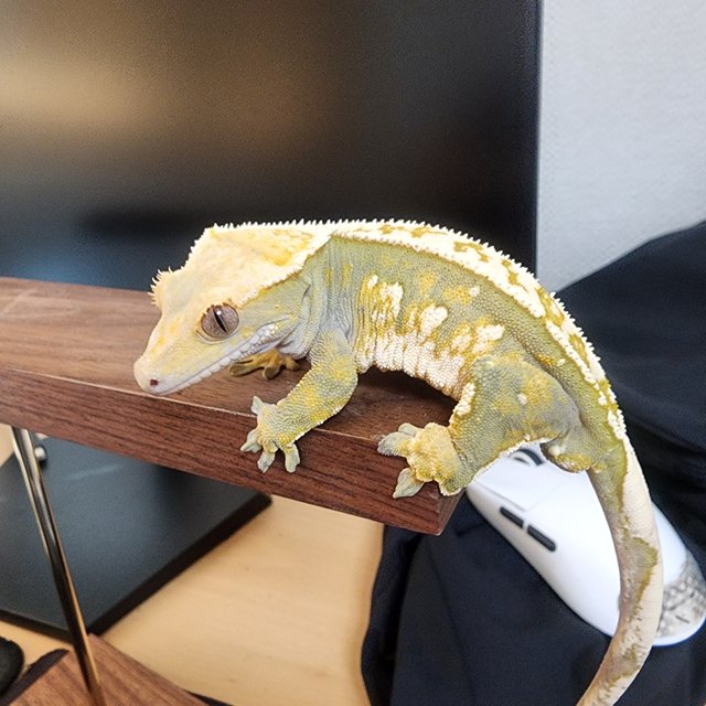 노멀 핀스트라이프