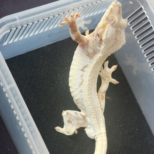 릴리화이트 솔리드백