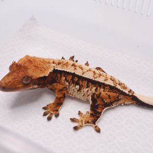 트라이