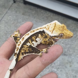트라이
