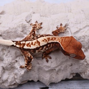 카푸치노 화이트스팟