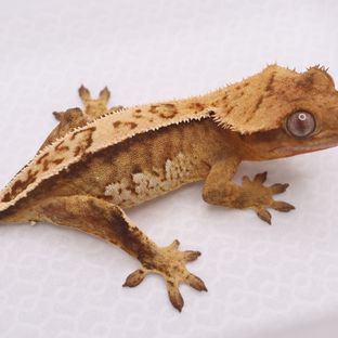 100%헷아잔틱 크림시클