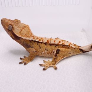 트라이