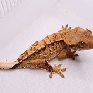 트라이