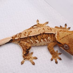 트라이