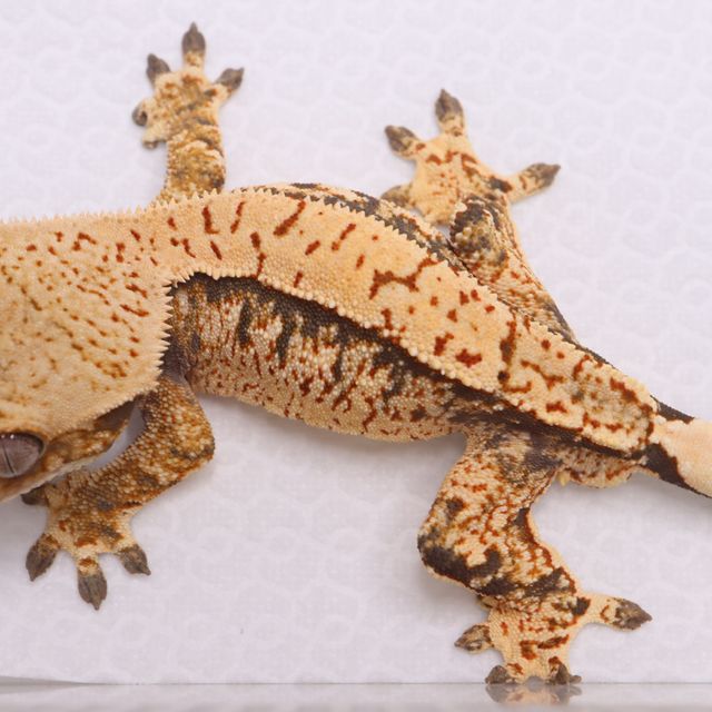 트라이
