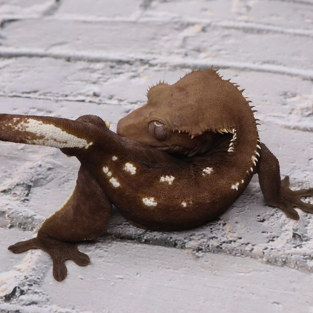 아잔틱