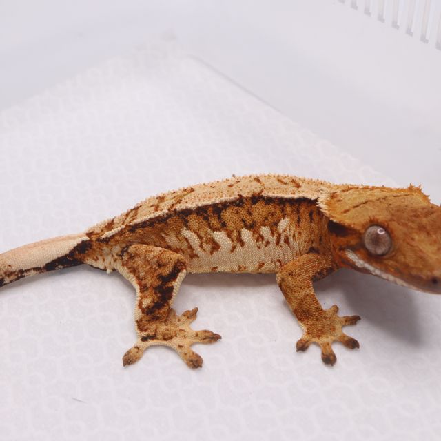 트라이