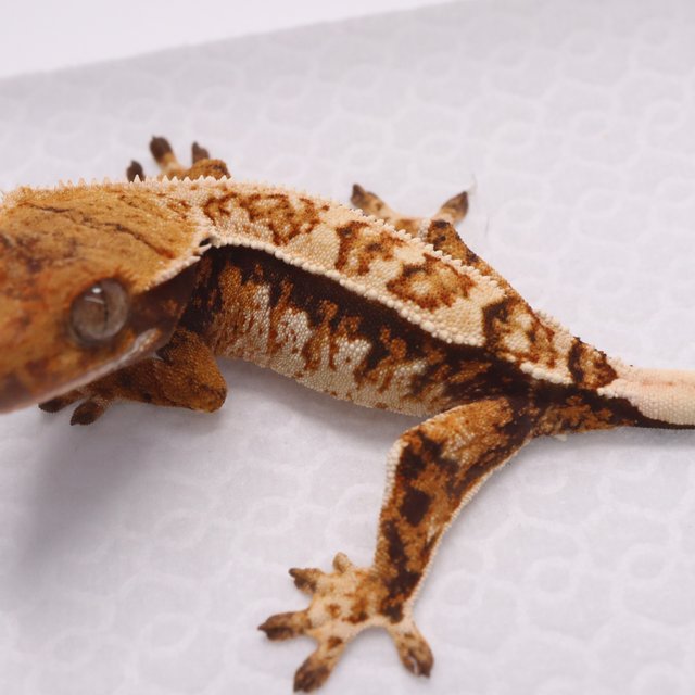 트라이 텐저린 핀스트라이프 익스트림할리퀸